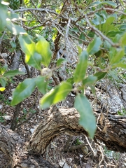 Quercus vaseyana