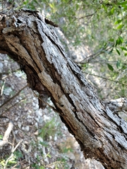 Quercus vaseyana