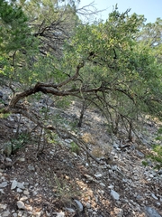 Quercus vaseyana