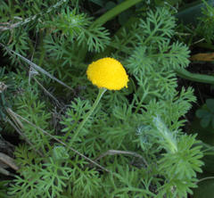 Cotula discolor