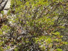 Cliffortia tuberculata