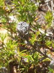 Cliffortia tuberculata