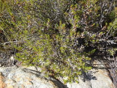 Cliffortia tuberculata