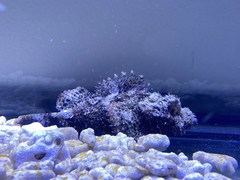 Scorpaenopsis barbata