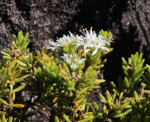 Stilbe rupestris (Stilbe rupestris)