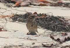 Passerculus sandwichensis rostratus