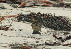 Passerculus sandwichensis rostratus