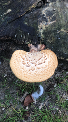 Cerioporus squamosus