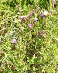 Cirsium arvense arvense