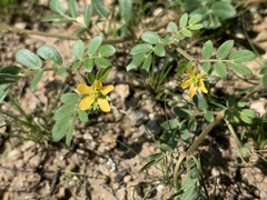 Kallstroemia californica