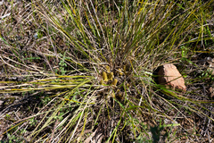 Lomandra densiflora