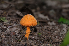 Agaricus trisulphuratus