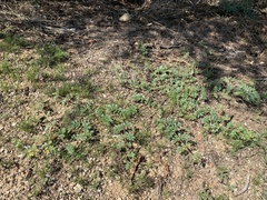 Kallstroemia californica