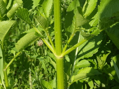 Dipsacus strigosus