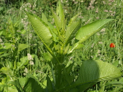 Dipsacus strigosus