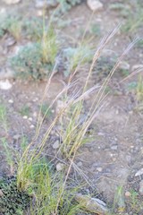 Stipa glareosa