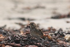 Passerculus sandwichensis rostratus