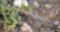 Stipa glareosa