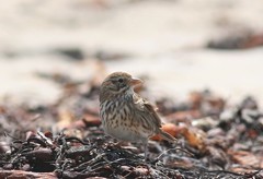 Passerculus sandwichensis rostratus