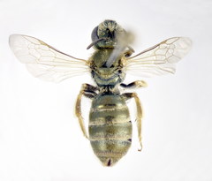 Halictus subauratus