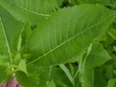 Dipsacus strigosus