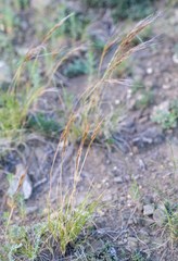 Stipa glareosa