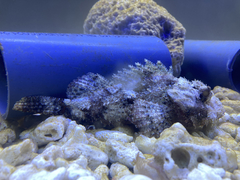 Scorpaenopsis barbata