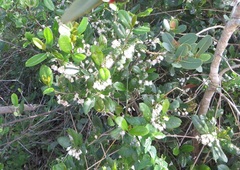 Tricalysia sonderiana