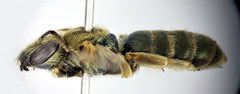 Halictus subauratus