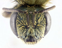 Halictus subauratus
