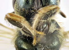 Halictus subauratus
