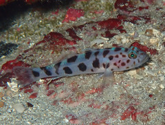 Thorogobius ephippiatus