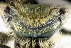 Halictus subauratus