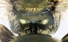 Halictus subauratus