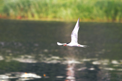 Sterna hirundo
