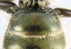 Halictus subauratus