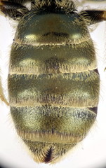 Halictus subauratus
