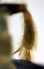 Halictus subauratus