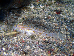 Thorogobius macrolepis