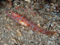 Vanneaugobius dollfusi