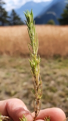 Illecebrum verticillatum