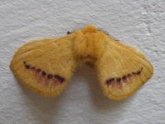 Stenoglene rosea
