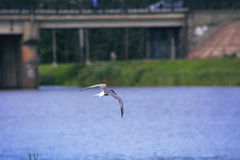 Sterna hirundo