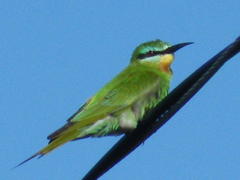 Merops persicus persicus