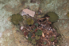 Heuchera missouriensis