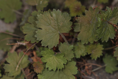 Heuchera missouriensis