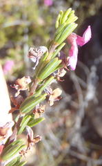Indigofera pappei