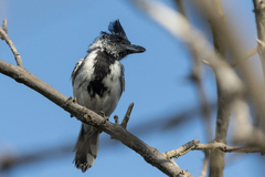 Sakesphorus canadensis