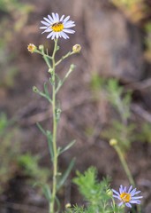 Aster altaicus