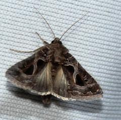 Thysanoplusia indicator